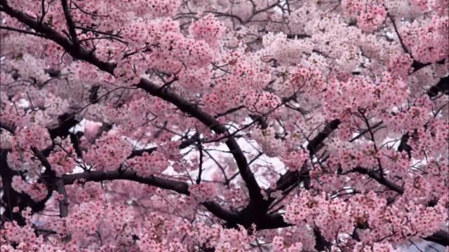 ❤SPRING:С Днем Рождения,Мамочка❤ смотреть онлайн