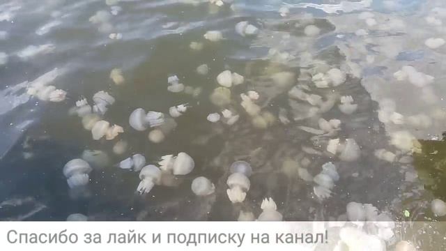 Нашествие медуз. Медузы-корнероты. Одесское побережье все в медузах. Опасно для людей. Дети. Море. смотреть онлайн