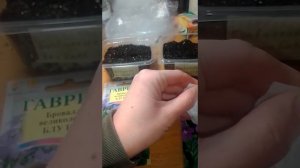 Броваллия. Посев семян бровалли в домашних условиях