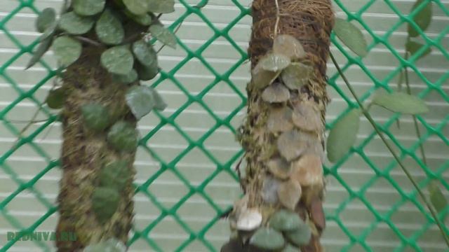 Дисхидии. (Dischidia Rafflesiana)