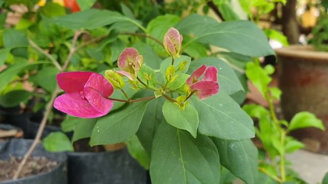 Bougainvillea 'Vietnam Splash'