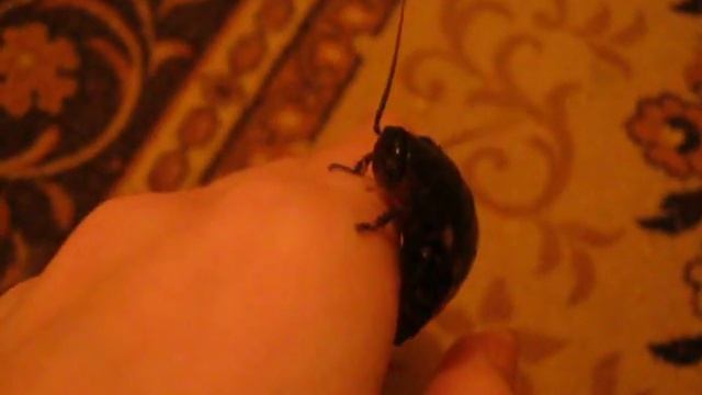 Ручной мадагаскарский таракан смотреть онлайн