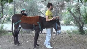 Инструктаж как ездить на ОСЛАХ)))Веселое видео))