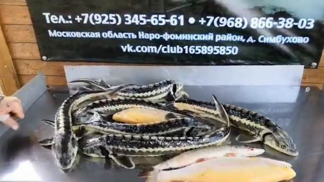 19 апреля 2019 г. смотреть онлайн