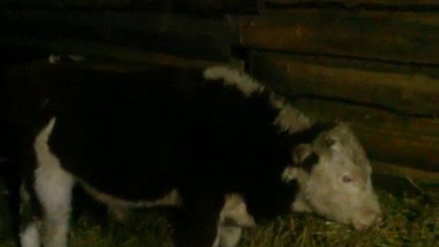 Продажа КРС Живым Весом! смотреть онлайн