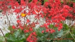 Гейхера обыкновенная Руби Белс ? гейхера Руби Белс обзор: как сажать семена гейхеры Руби Белс