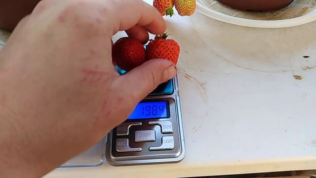 Клубника Альбион на подоконнике: вторая волна урожая смотреть онлайн