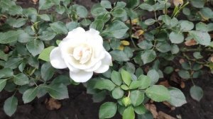 Роза Аспирин.  Самая простая в уходе. Обзор куста, красивое цветение. Одна из лучших флорибунд.