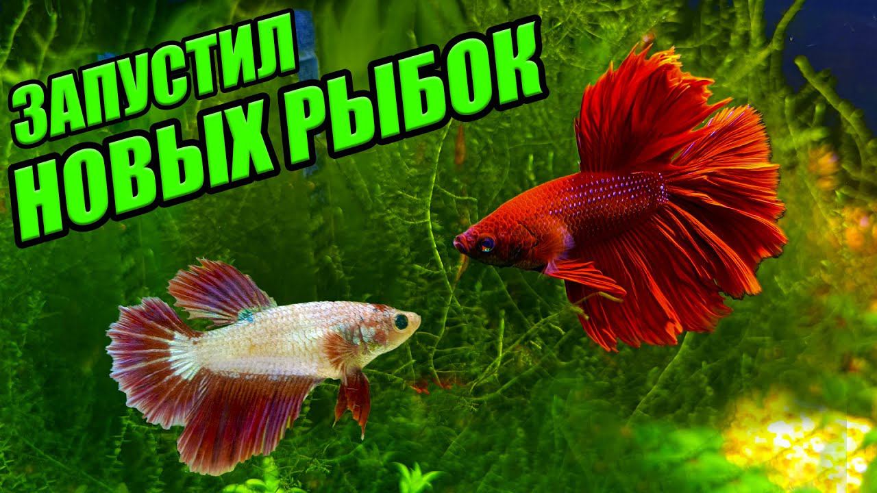Запустил новых рыбок с птичьего рынка Садовод в свои аквариумы смотреть онлайн