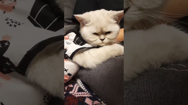 Кошка в доме /Бэлла ласковая малышка / Шотландская кошечка / КОШКИН ДОМ #funnycats #котики смотреть онлайн