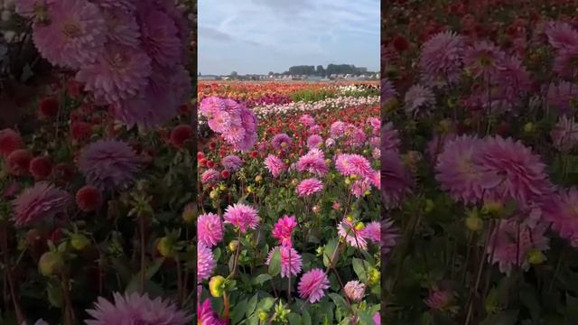 beautiful flowers #flowers #nature #beautiful #indianature смотреть онлайн