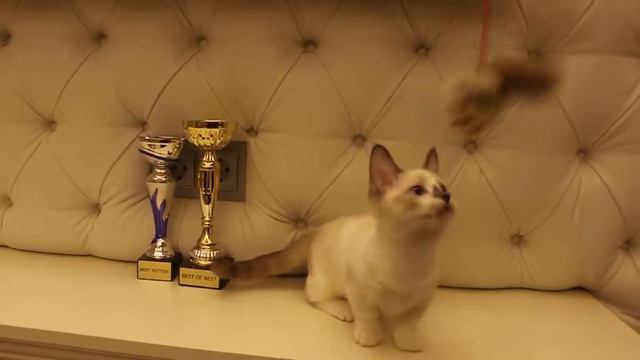 Прекрасная девочка Манчкин Ramada готова познакомиться с ласковой семьей! смотреть онлайн