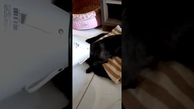 Dia da castração da Debby. смотреть онлайн