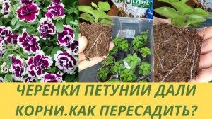Черенкование петунии. Черенки петунии укоренились.Пересадка и первая главная прищипка петунии.