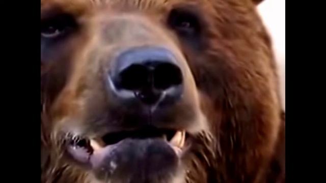 медведь перед камерой смотреть онлайн