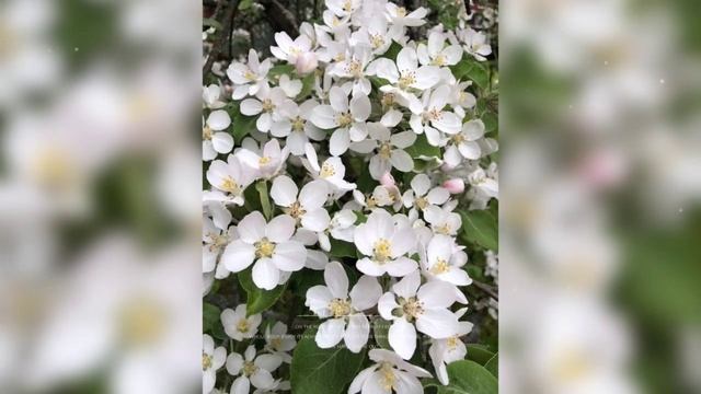 Пусть сегодня к вам заглянет счастье и уйти не сможет никогда!! смотреть онлайн