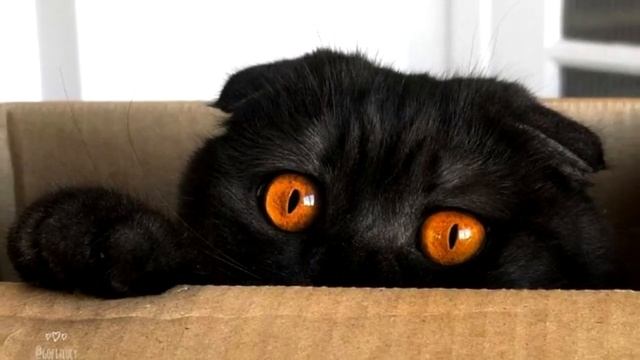 Семья приютила невзрачного котёнка, они и представить не могли каким он вырастет смотреть онлайн