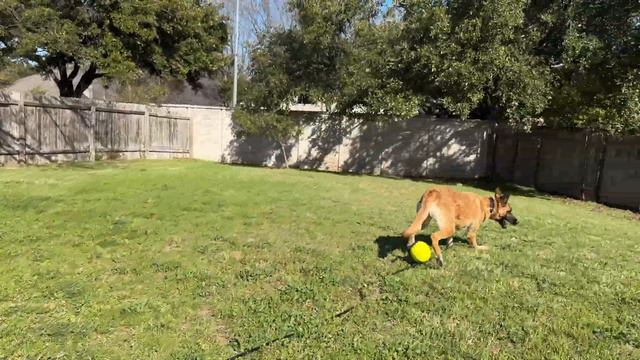 My Favorite TOYS for Dog Training смотреть онлайн