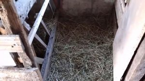 Ушиб вымени у козы    ломаю и строю