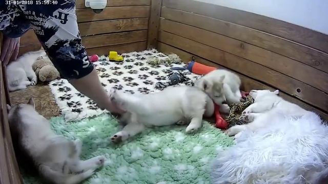 ? Вест даёт лапку бабушке ? Хасята онлайн: Цветы Ванили смотреть онлайн