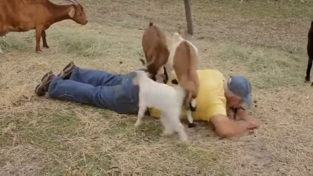 Козлы делают деду массаж! смотреть онлайн