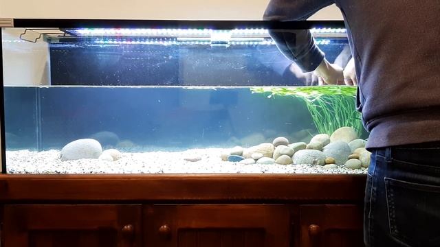 Goldfish Planted Aquarium (No CO2) & 5 Months After смотреть онлайн