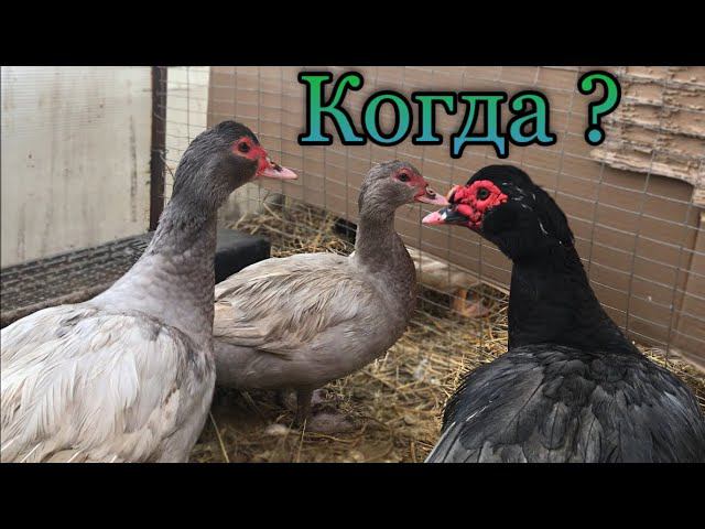 Мускусные утки / Когда ставить гнёзда / Индоутки ещё не несутся / Индоутки чистого окраса