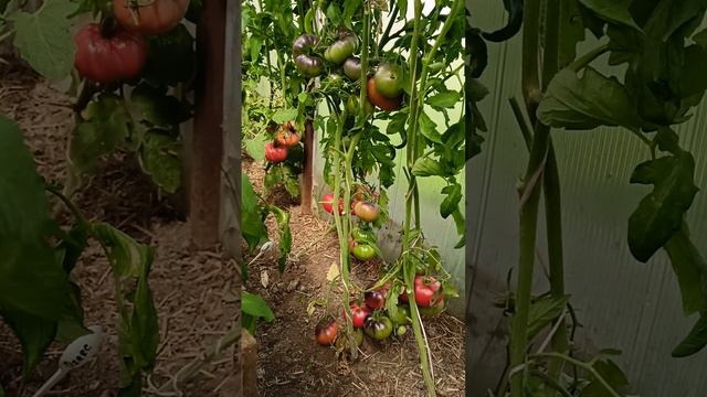 Сортовой томат 