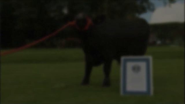 Dünyanın En Küçük 3 Boğası смотреть онлайн