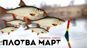 Как и где ловить крупную плотву в марте? Секреты ловли плотвы весной от профессионала.