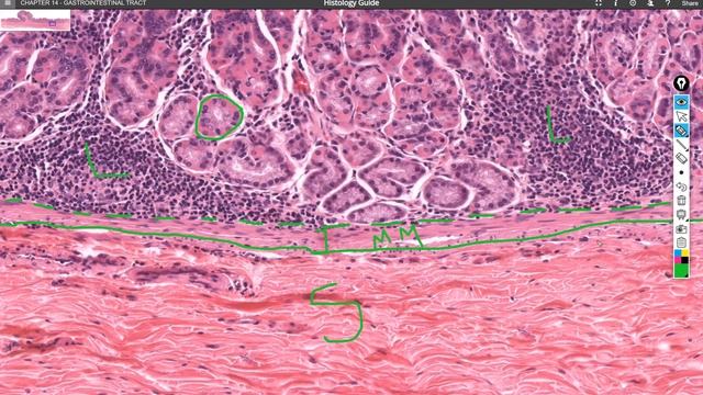 Digestive System Histology Part 1