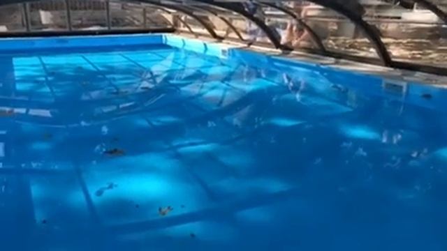 Монтаж павильона для бассейна смотреть онлайн