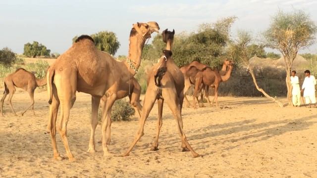 Camel Love Time | Camels Video | Animals Video | Camel Farming | Camel Farm |  Camel Mandi | Camels