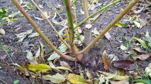 Как спасти персик и другие плодовые саженцы после обморожения или омолодить их. Мой опыт