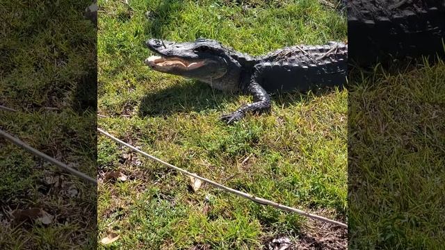 Live American Alligator Florida Everglades Wetlands and Freshwater Marsh смотреть онлайн