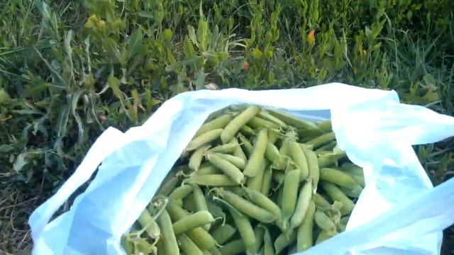 7я - Илья: ПРОБУЕМ МОЛОДОЙ ГОРОХ!