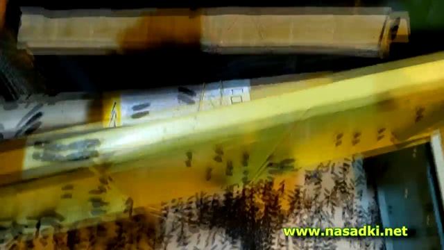 Инсектарий с черной львинкой