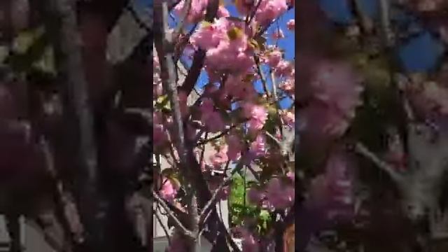 В Японии началось Ханами — сезон любования цветением сакуры смотреть онлайн