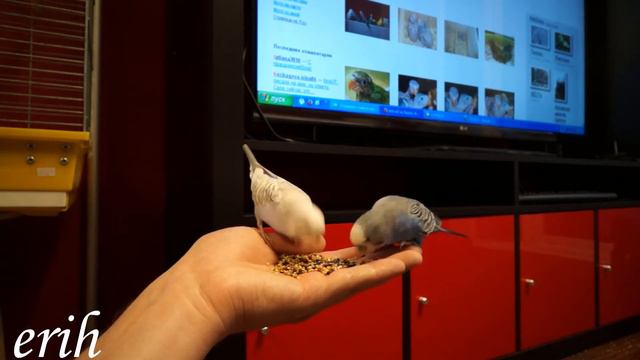 Приручение Волнистых попугаев. смотреть онлайн