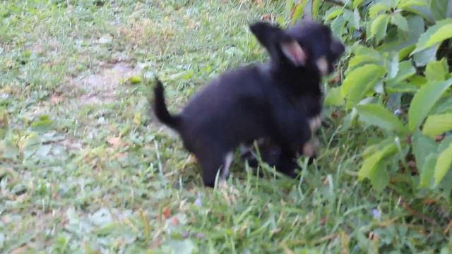 Видео8 Щенки чихуа АМОР МИЛАГРО смотреть онлайн