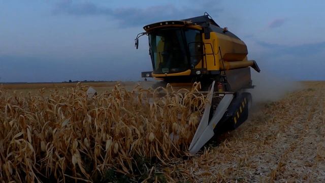 Кукуруза Сингента Феномен смотреть онлайн