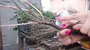 Проверяем приживаемость почек розы на корнях шиповника. Зимняя прививка.
