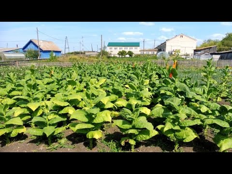 Небольшая плантация Курительного Табака_ обзор по сортам. смотреть онлайн