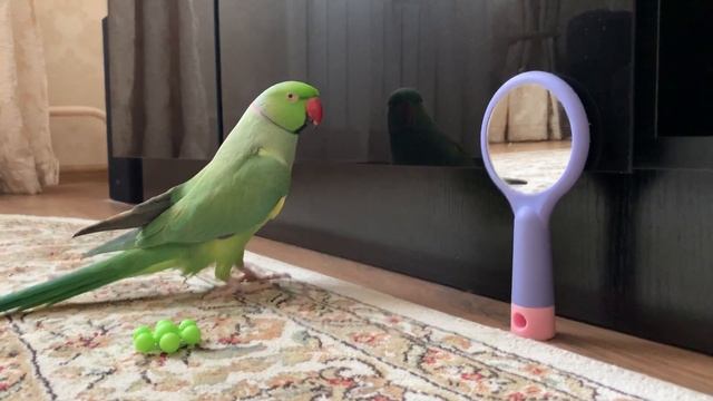 Говорящий ожереловый попугай Пусик - монолог