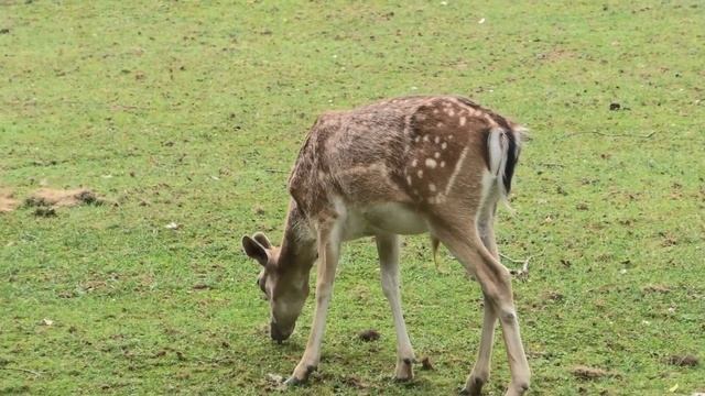 Záznam z videokamery Panasonic HC-VXF1 смотреть онлайн
