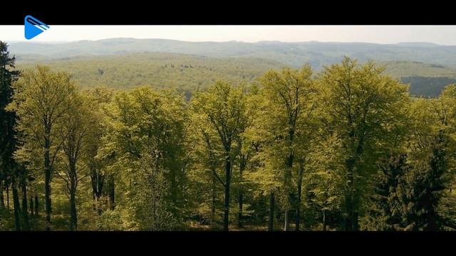 8 класс - География - Разнообразие лесов России: тайга, смешанные и широколиственные леса смотреть онлайн