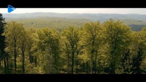 8 класс - География - Разнообразие лесов России: тайга, смешанные и широколиственные леса