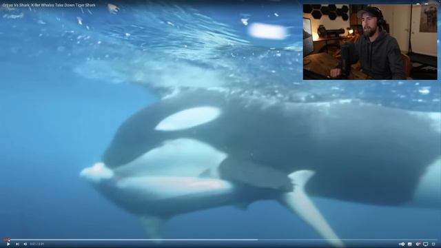 Das intelligenteste Tier! - Die unglaublichen Jagdtechniken der Orcas... | Robert Marc Lehmann смотреть онлайн