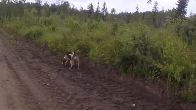Нагонка гончих смотреть онлайн