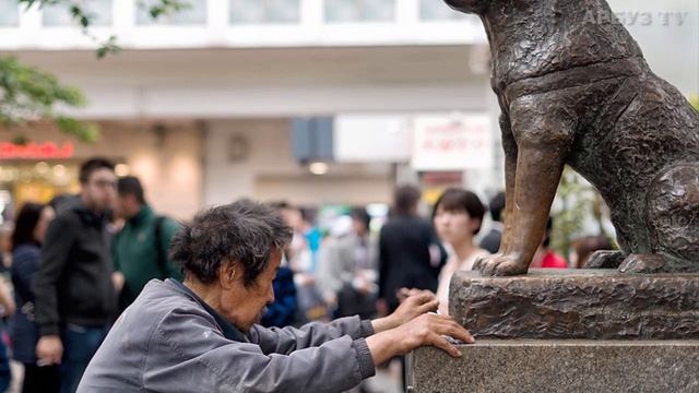 Хатико ❤ ? Самые верные собаки смотреть онлайн